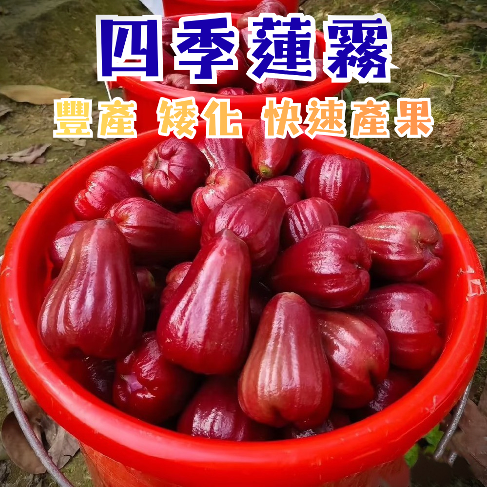 黑金剛蓮霧】快速產果新手必種超高產量阡插苗陽台果園水果苗果樹苗蓮霧