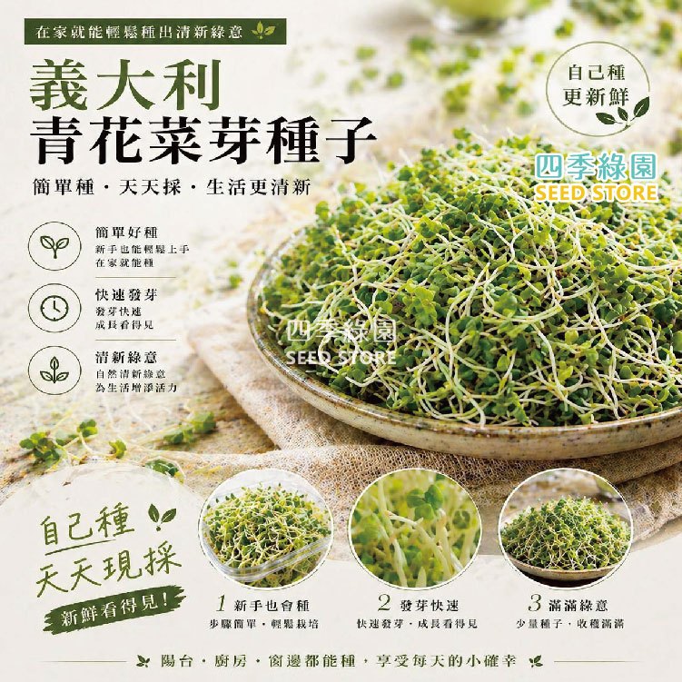 青花菜芽種子-- 青花椰水耕芽菜Microgreens 3日苗梅森罐【四季綠園
