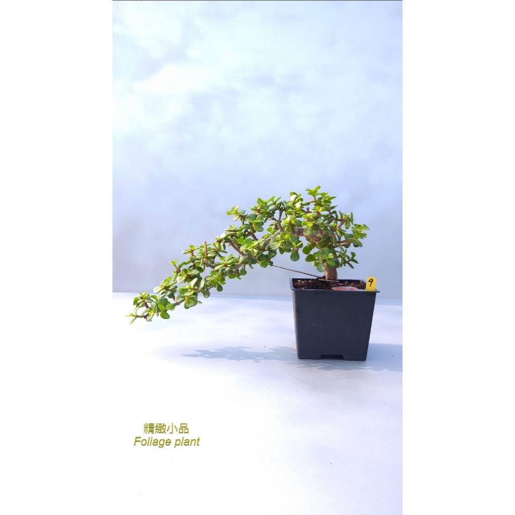 楓　[半懸崖]　小品盆栽 精緻小品盆栽懸崖造型銀杏木觀葉植物多肉植物4吋方盆園藝綠化| 蝦皮購物