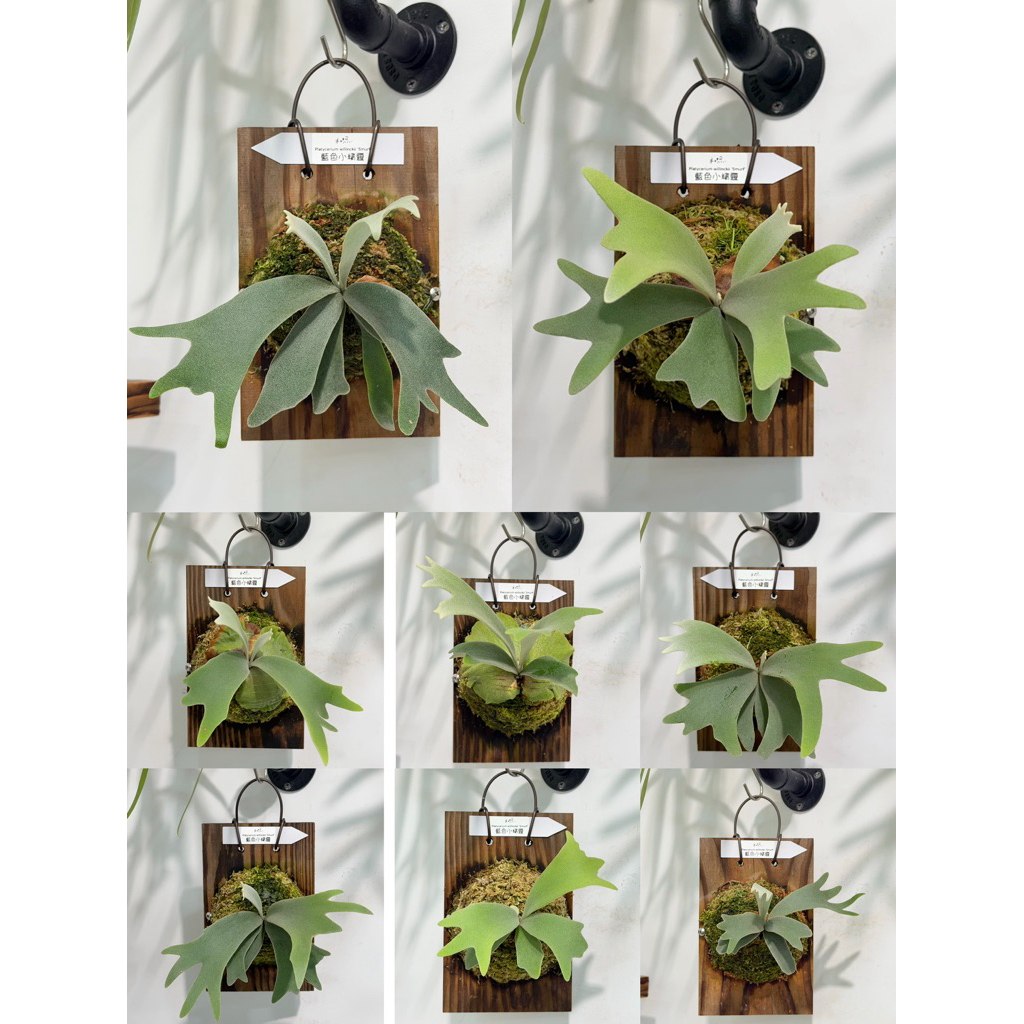 和煦植栽ت藍色小精靈鹿角蕨｜Platycerium willinckii 'Smurf'｜下單前