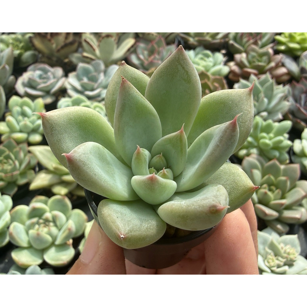 小農舍】(7/29更新可選品種有多件優惠) 多肉植物1吋盆(B區） / 非傳統