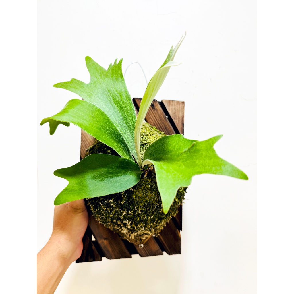 千手觀音鹿角蕨（Platycerium 'SS Foong'）椰子樹觀賞園藝綠植蕨| 蝦皮購物