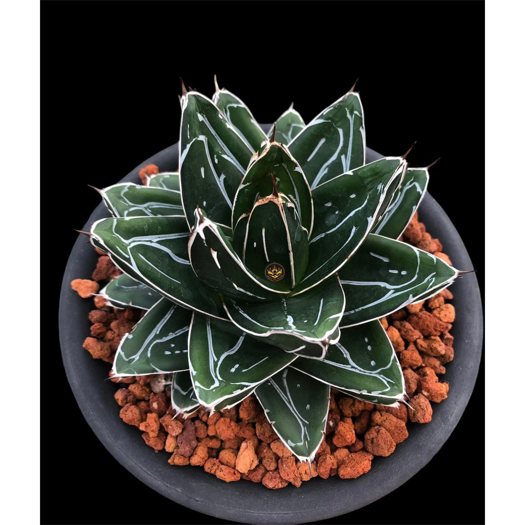 Green Life plants - 觀賞植物專門店, 線上商店| 蝦皮購物