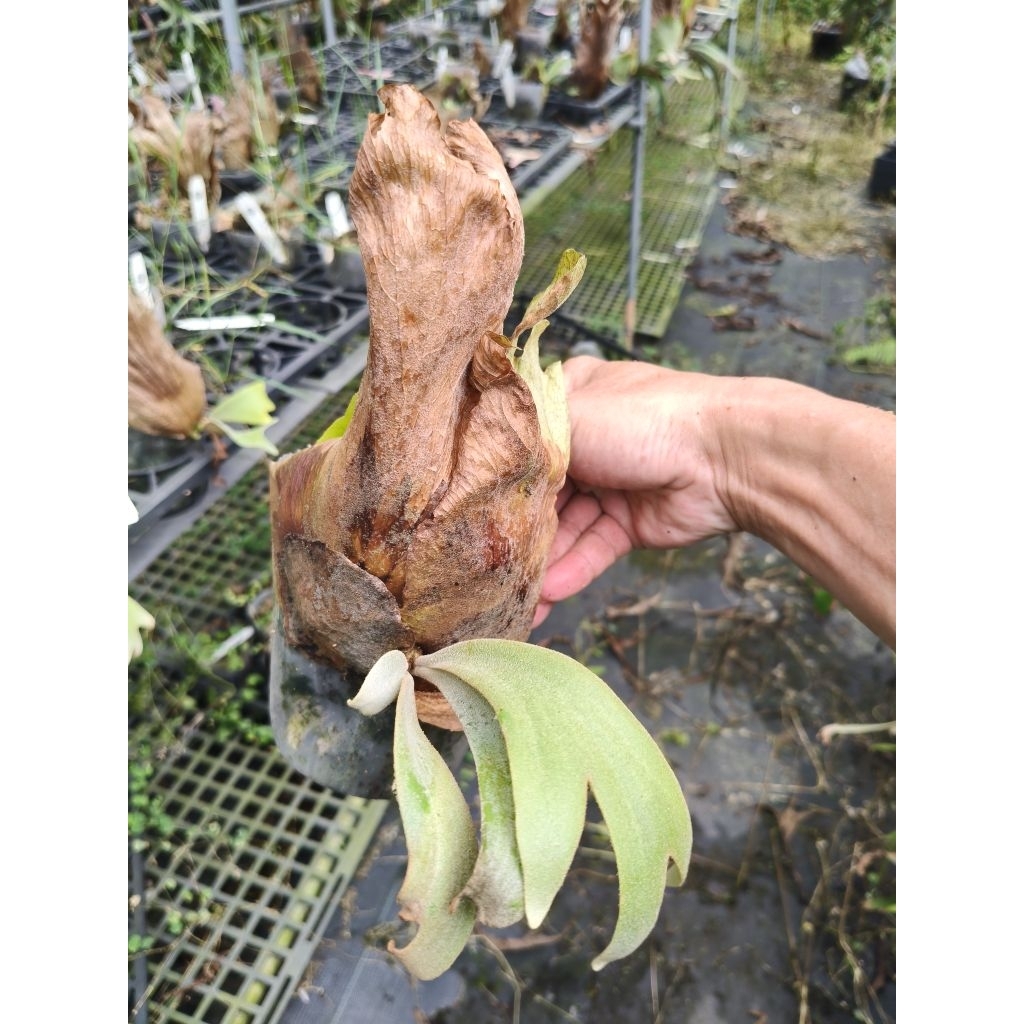P. willinckii cv. Scofield tatsuta 鹿角蕨| 蝦皮購物