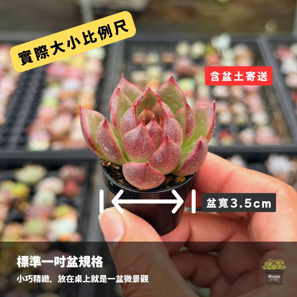 一吋盆綜合賣場1-0226更新/Wayne多肉/一吋盆多肉/多肉植物/婚禮小物/組