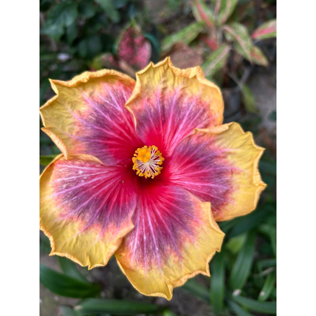扶桑/枝條/手心的薔薇/水沙漣夜空/青花瓷/秋紅谷/扶桑/ | 蝦皮購物