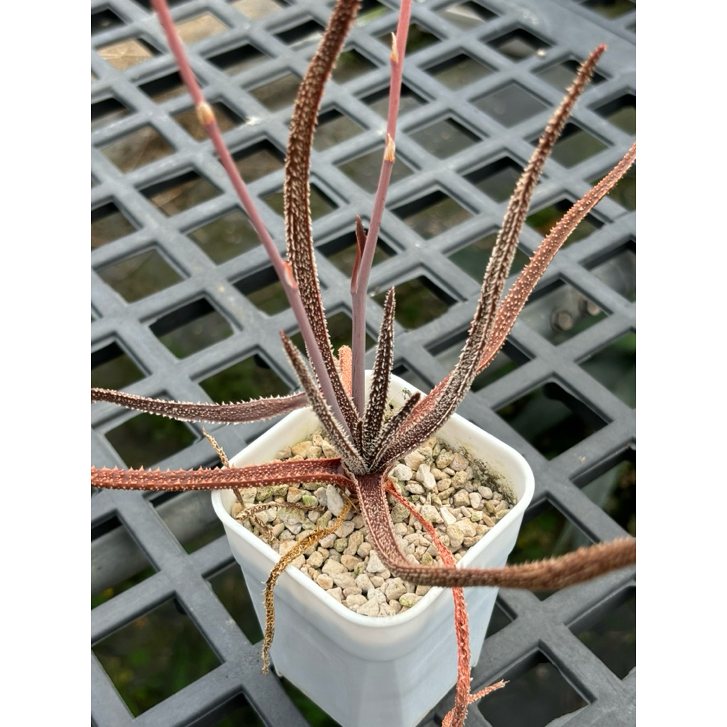 aloe delicatifolia / 3/|