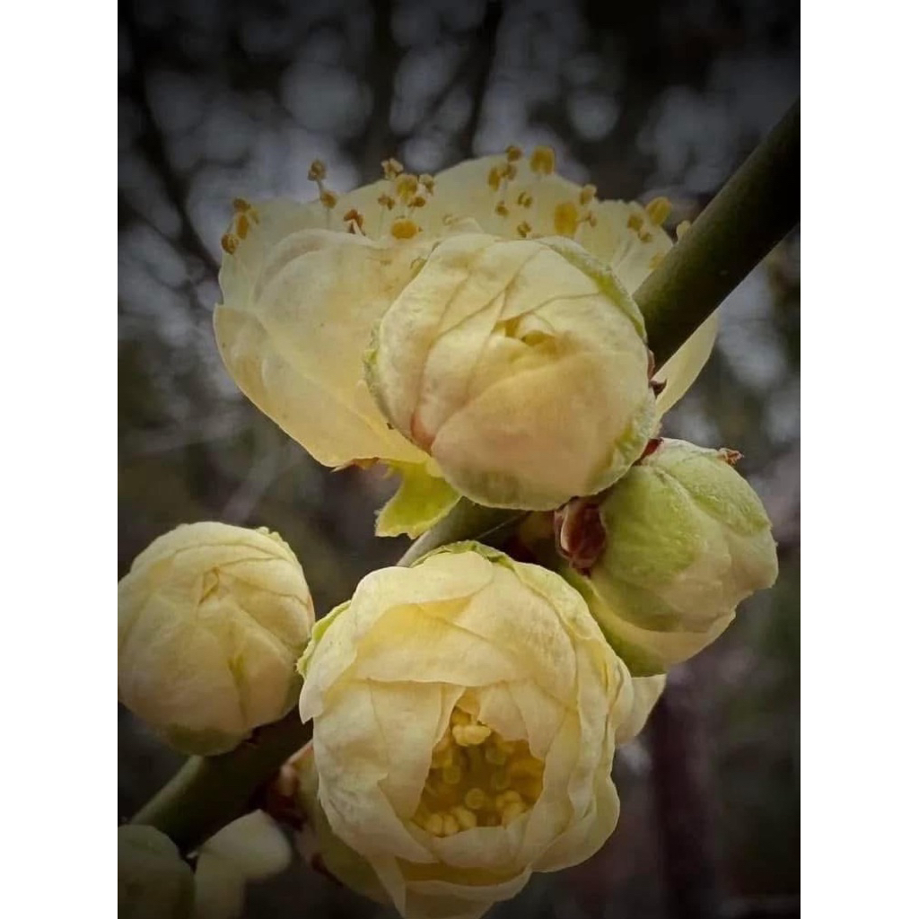 芊葳盆栽🌸黃金鶴梅花🌸日本梅花稀有品種🌸世界第一香梅花| 蝦皮購物