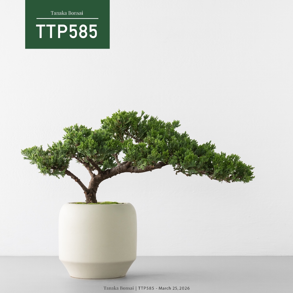 Tanaka Bonsai】TTP585 臺灣真柏盆景｜松柏盆栽| 蝦皮購物