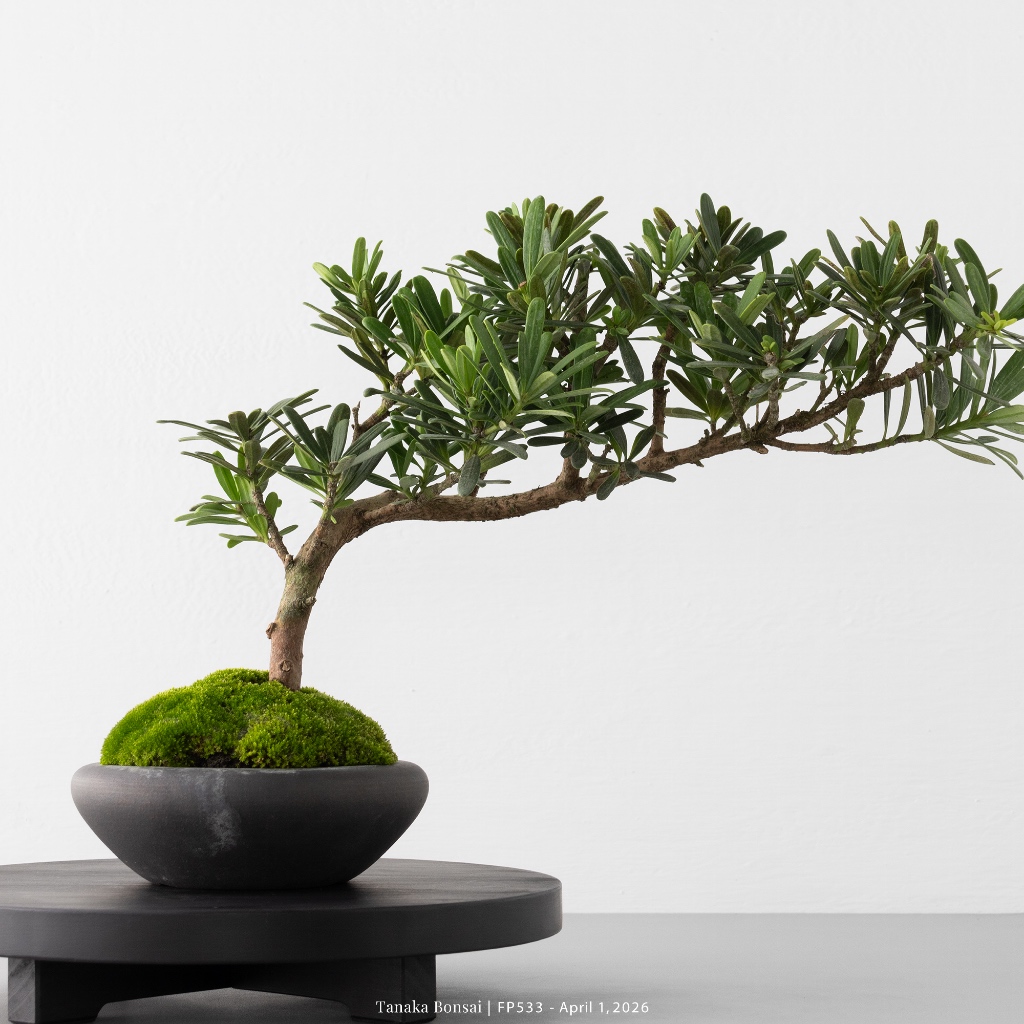 Tanaka Bonsai】FP533 晶鑽羅漢松盆景（不含木製展示架）｜松柏盆栽
