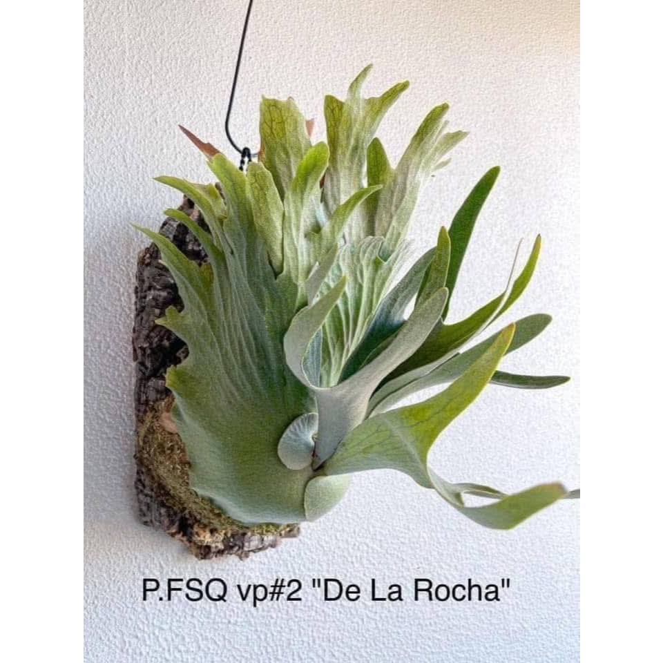 FSQ 特殊漂亮個體【De La Rocha】 vandaka 日本FSQ vp#2 // 河馬語鹿