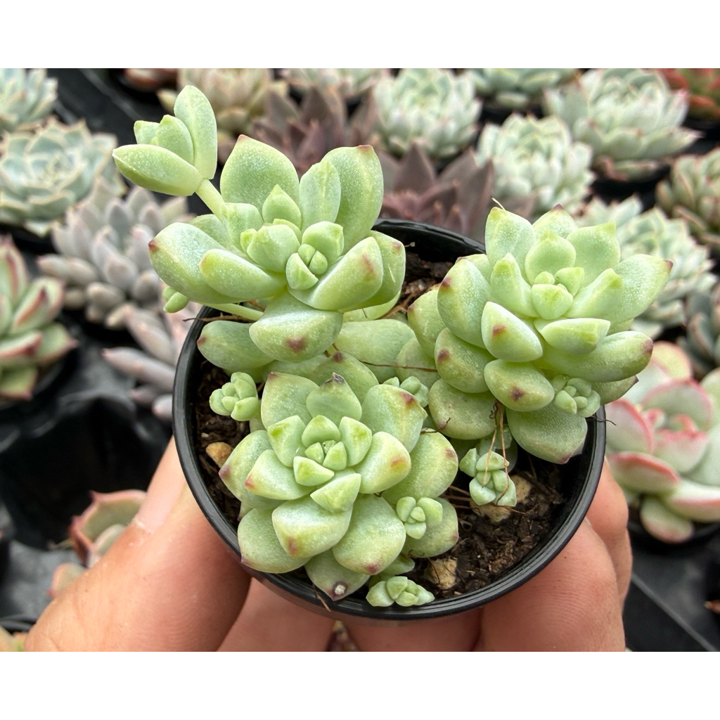 小農舍】(6/18更新可選品種有多件優惠) 多肉植物1吋盆(B區） / 非傳統