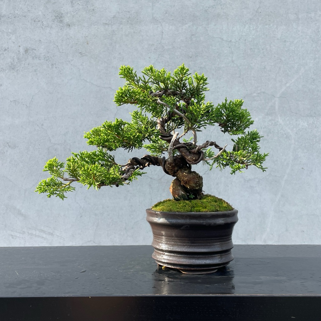野趣小品盆栽》宮阪系魚川真柏151．日本🇯🇵真柏| 蝦皮購物