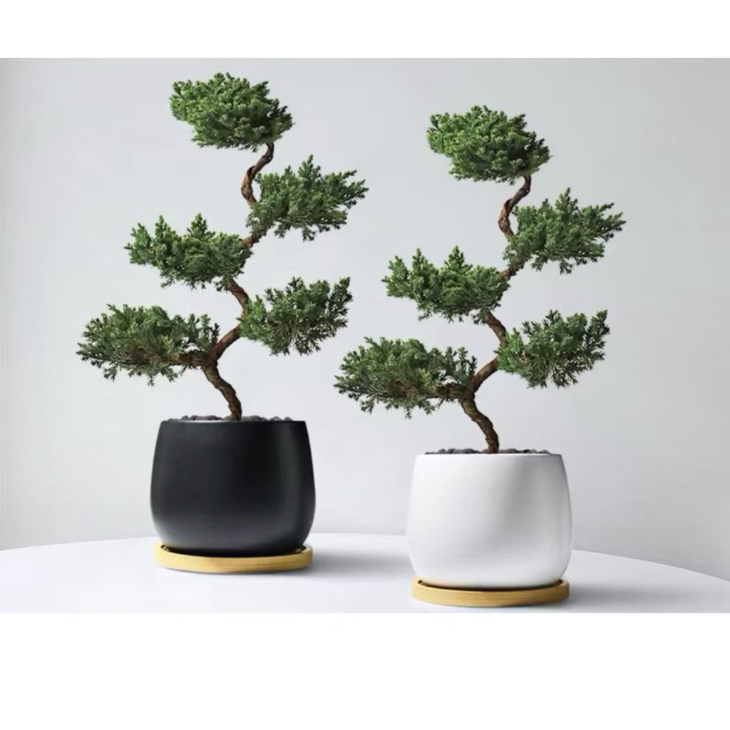 三峰　盆栽鉢　大品盆栽　貴風盆栽　松柏盆栽 霏霏園藝真柏盆栽🎍家裡有種松柏-招財進寶擋煞-避邪-賺錢輕鬆特價2800
