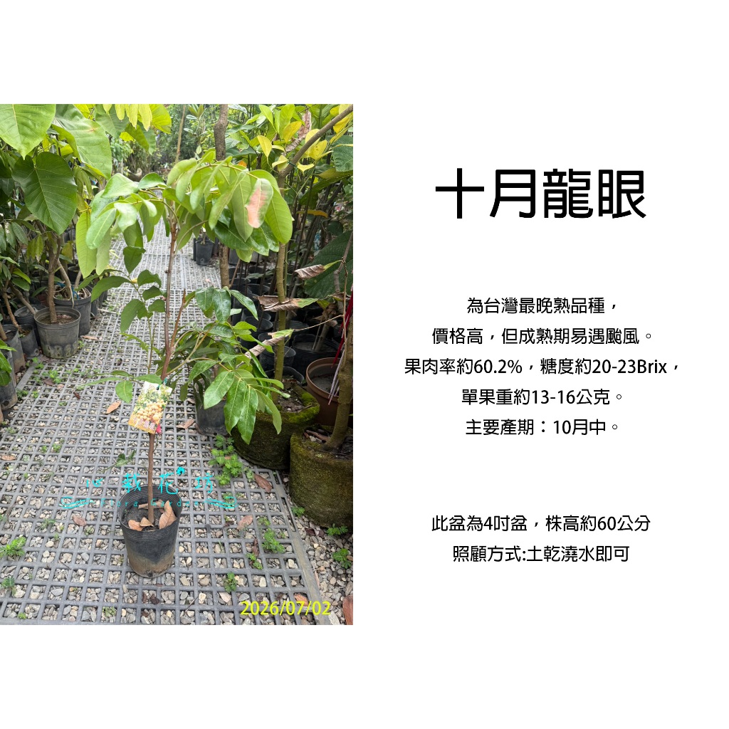 十月龍眼 取木苗 果樹 希少 大玉 糖度高 心栽花坊-十月龍眼/十月眼/4吋盆/龍眼品種/嫁接苗/水果苗/特價300