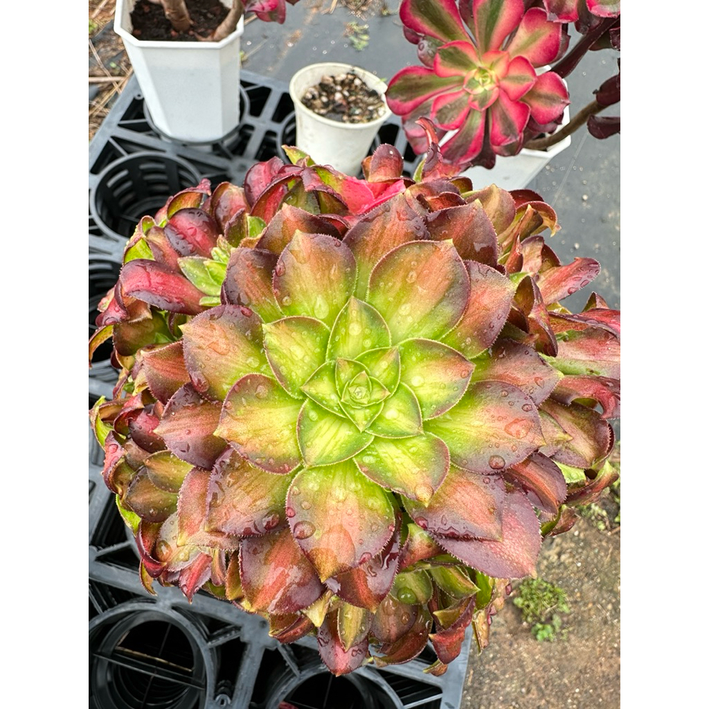 🌵 🍄Ting多肉植物園🌵韶華法師| 蝦皮購物
