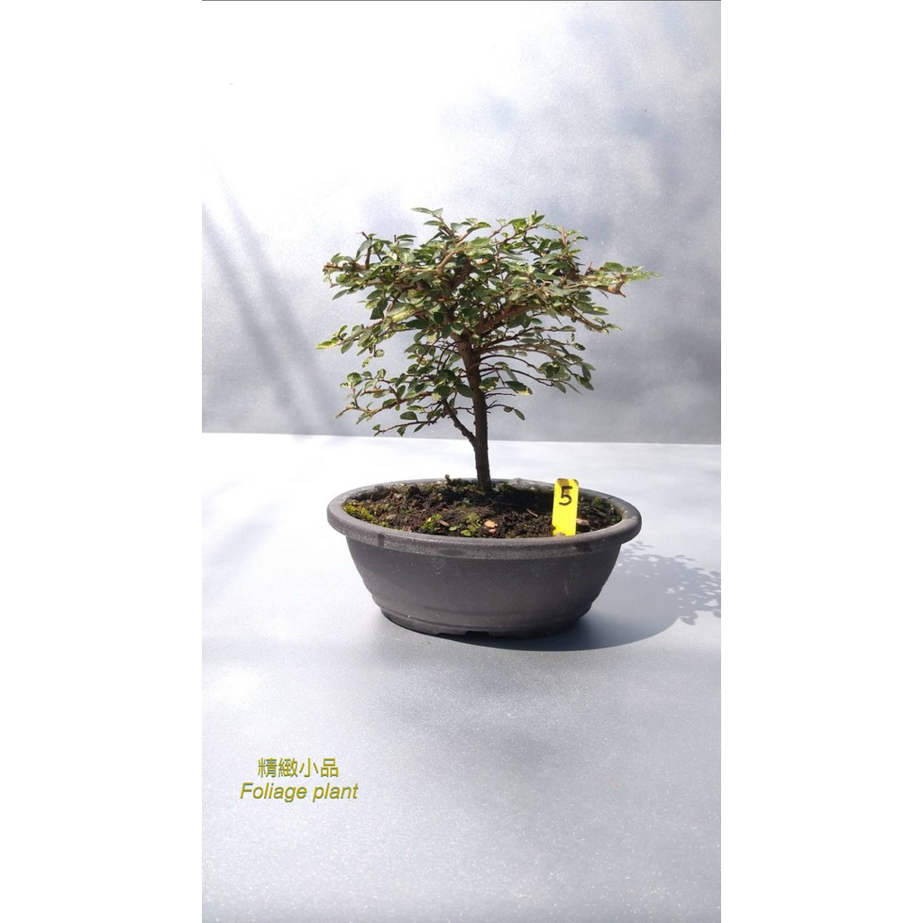 精緻小品盆栽斑葉榆樹觀葉植物6吋盆| 蝦皮購物