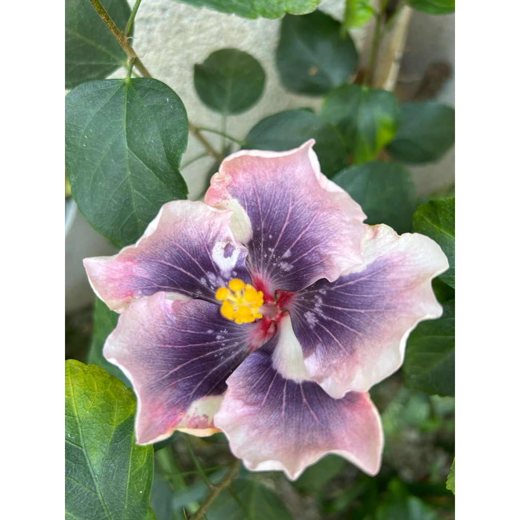 扶桑/枝條/手心的薔薇/水沙漣夜空/青花瓷/秋紅谷/扶桑/ | 蝦皮購物