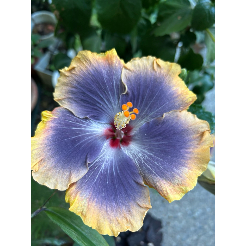 扶桑/枝條/手心的薔薇/水沙漣夜空/青花瓷/秋紅谷/扶桑/ | 蝦皮購物
