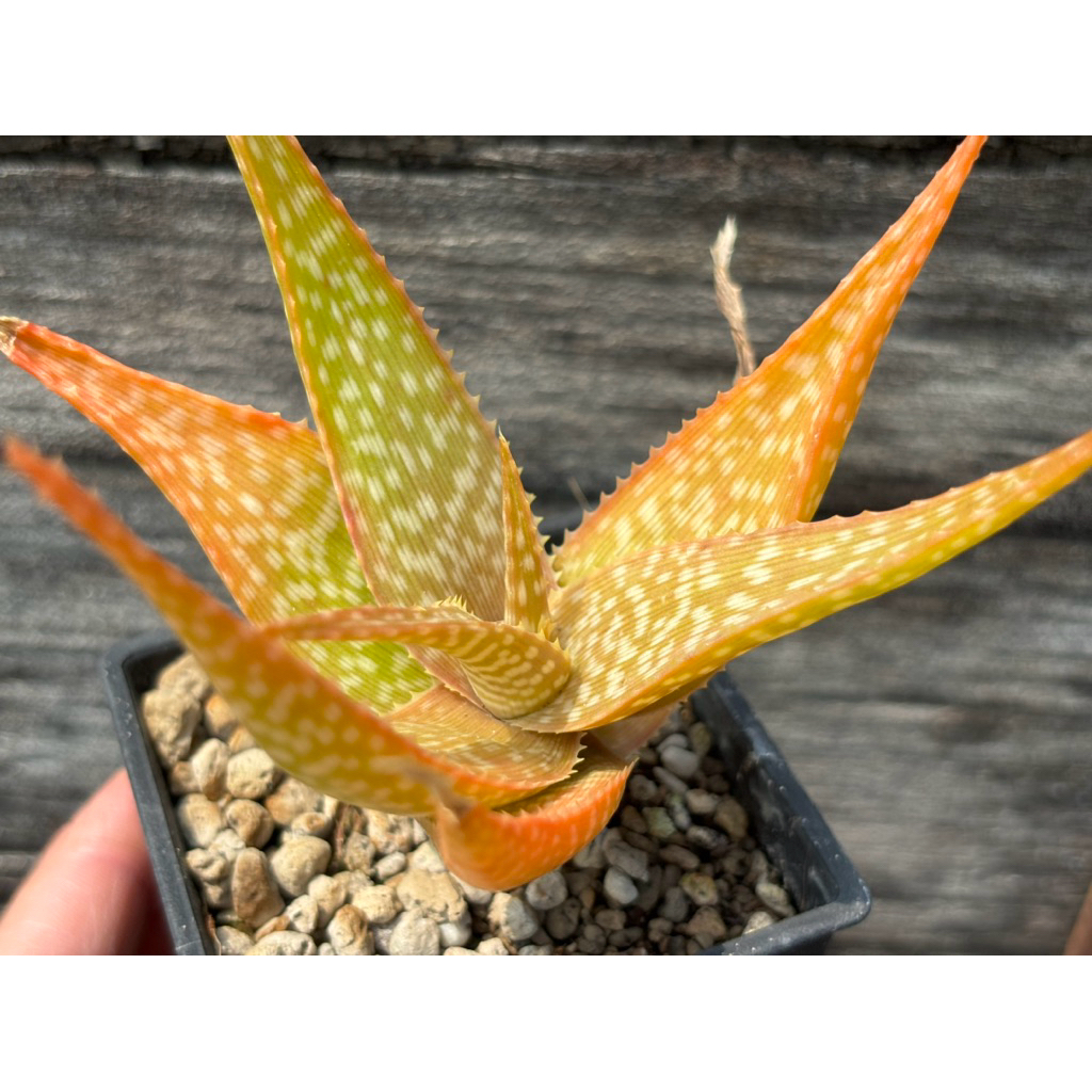 aloe vera bevanda Succo di aloe vera GRACE — Bevanda caraibica — 500mL main image 0