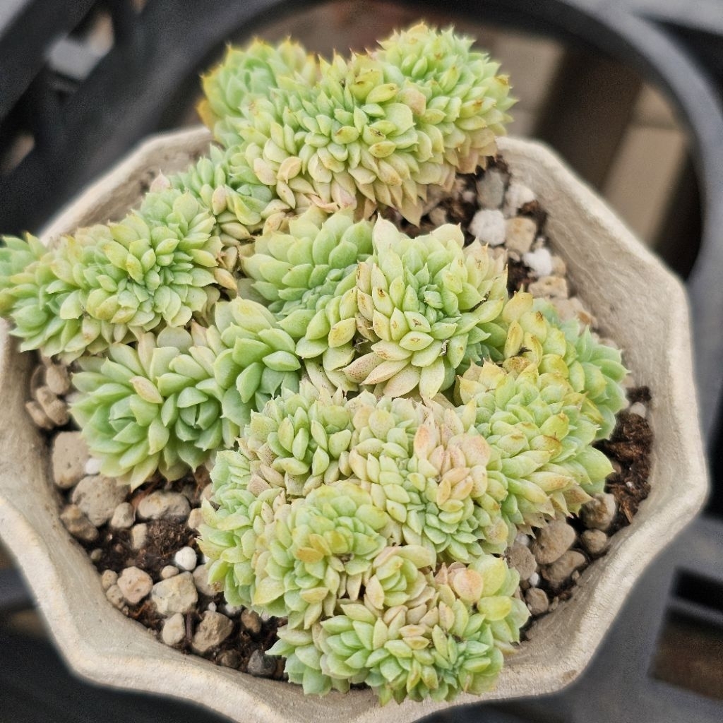 三色堇綴化🔥穩根品（A）🌵多肉植物❤️蘭心花卉| 蝦皮購物