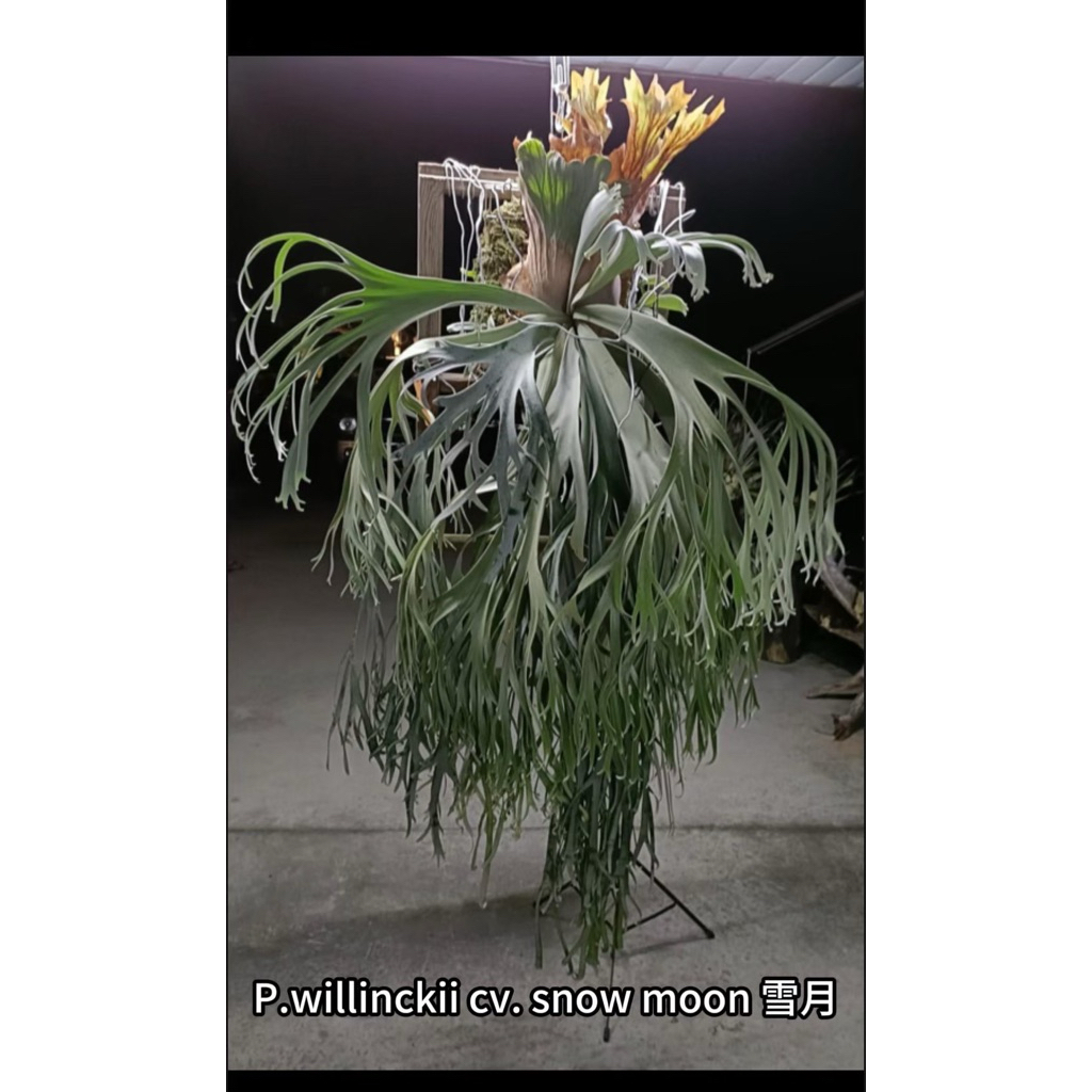 P.willinckii cv. snow moon 雪月孢子鹿角蕨苗| 蝦皮購物