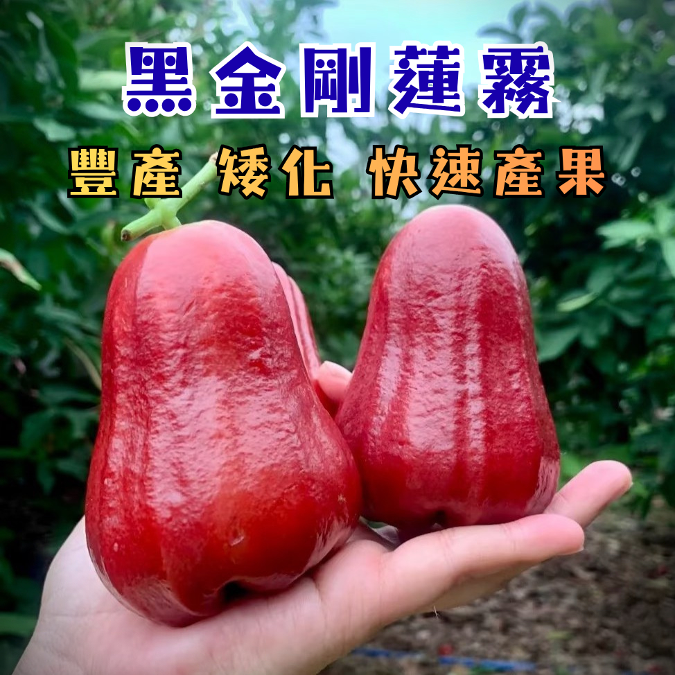 黑金剛蓮霧】快速產果新手必種超高產量阡插苗陽台果園水果苗果樹苗蓮霧