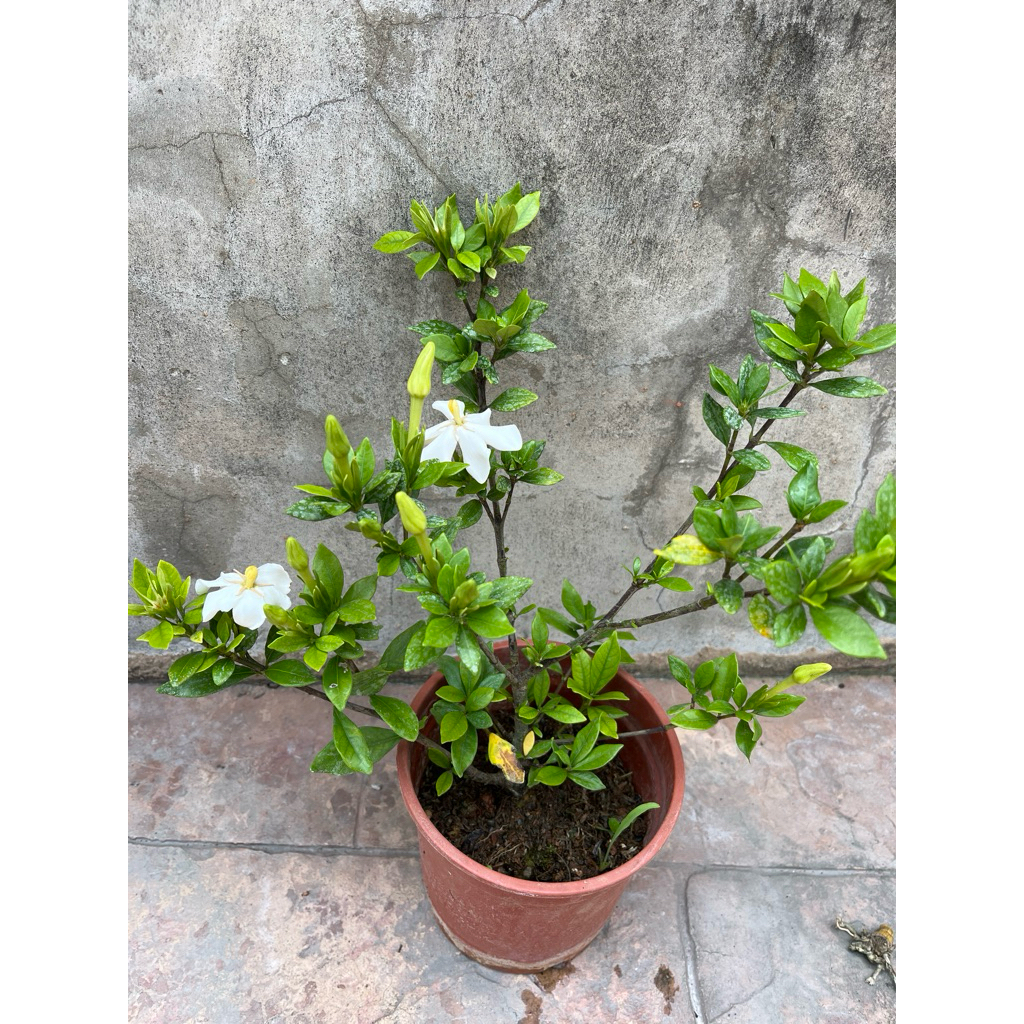 梔子花盆栽｜優惠推薦- 蝦皮購物- 2026年6月