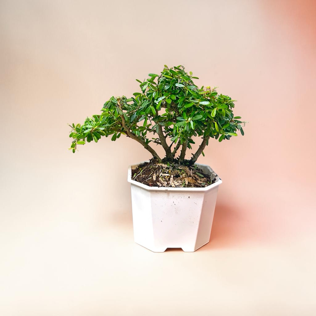 英宏｝姬鈴薩姆開紫色小花淡淡糖果香的味道小品盆栽白盆開花植物| 蝦皮購物
