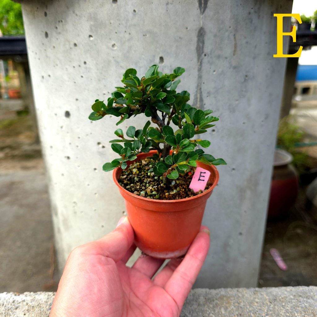 日本紅紫檀2吋盆小品盆栽微盆景豆盆素材| 蝦皮購物