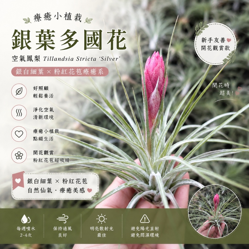 銀葉- 優惠推薦- 2026年7月| 蝦皮購物台灣