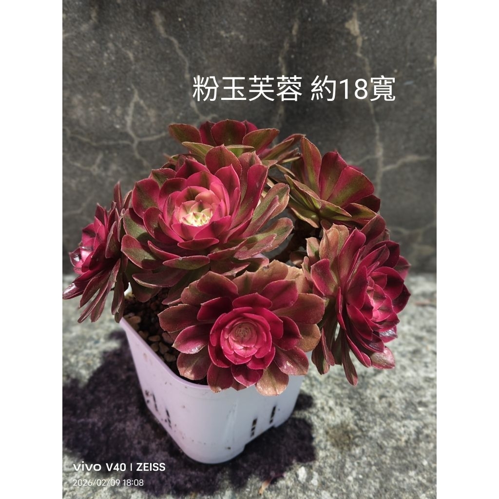 錦斑多肉植物- 優惠推薦- 2026年6月| 蝦皮購物台灣