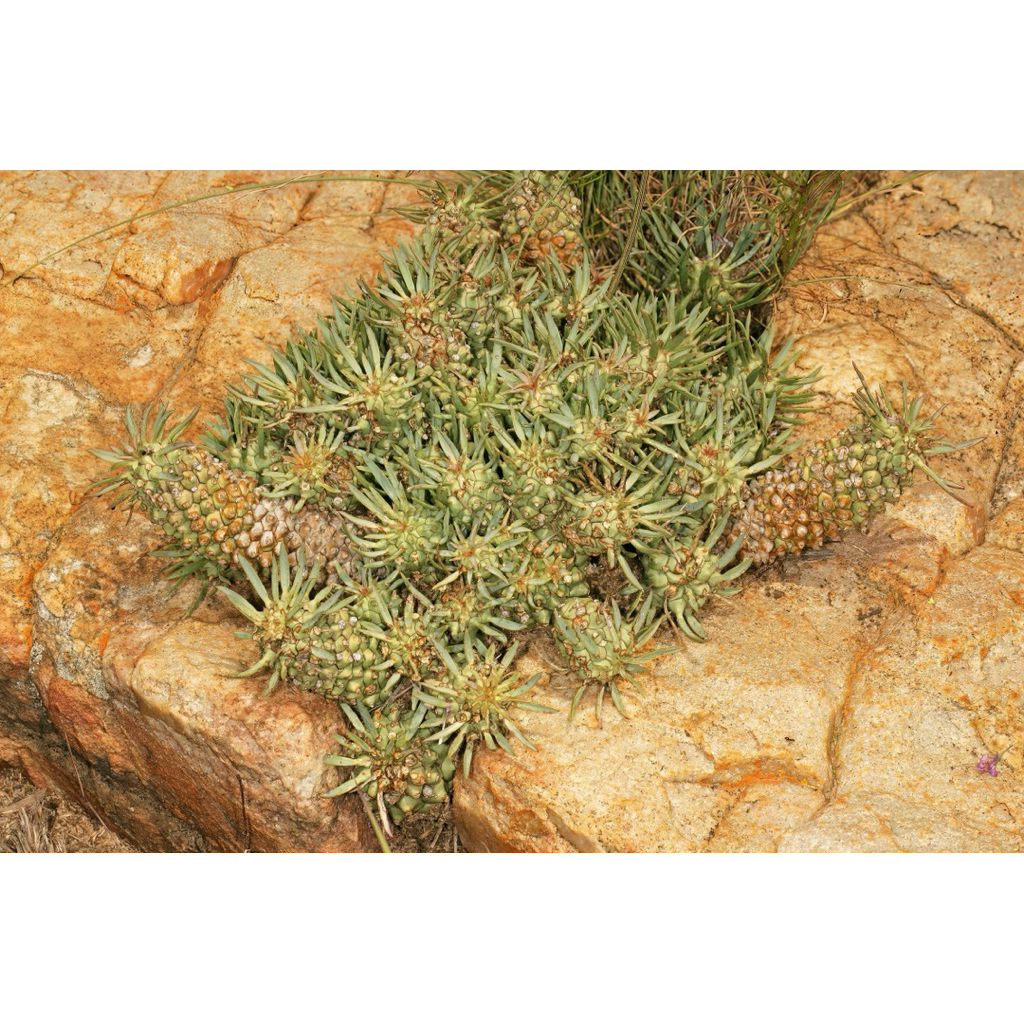 蛇鱗丸Euphorbia davyi | 蝦皮購物
