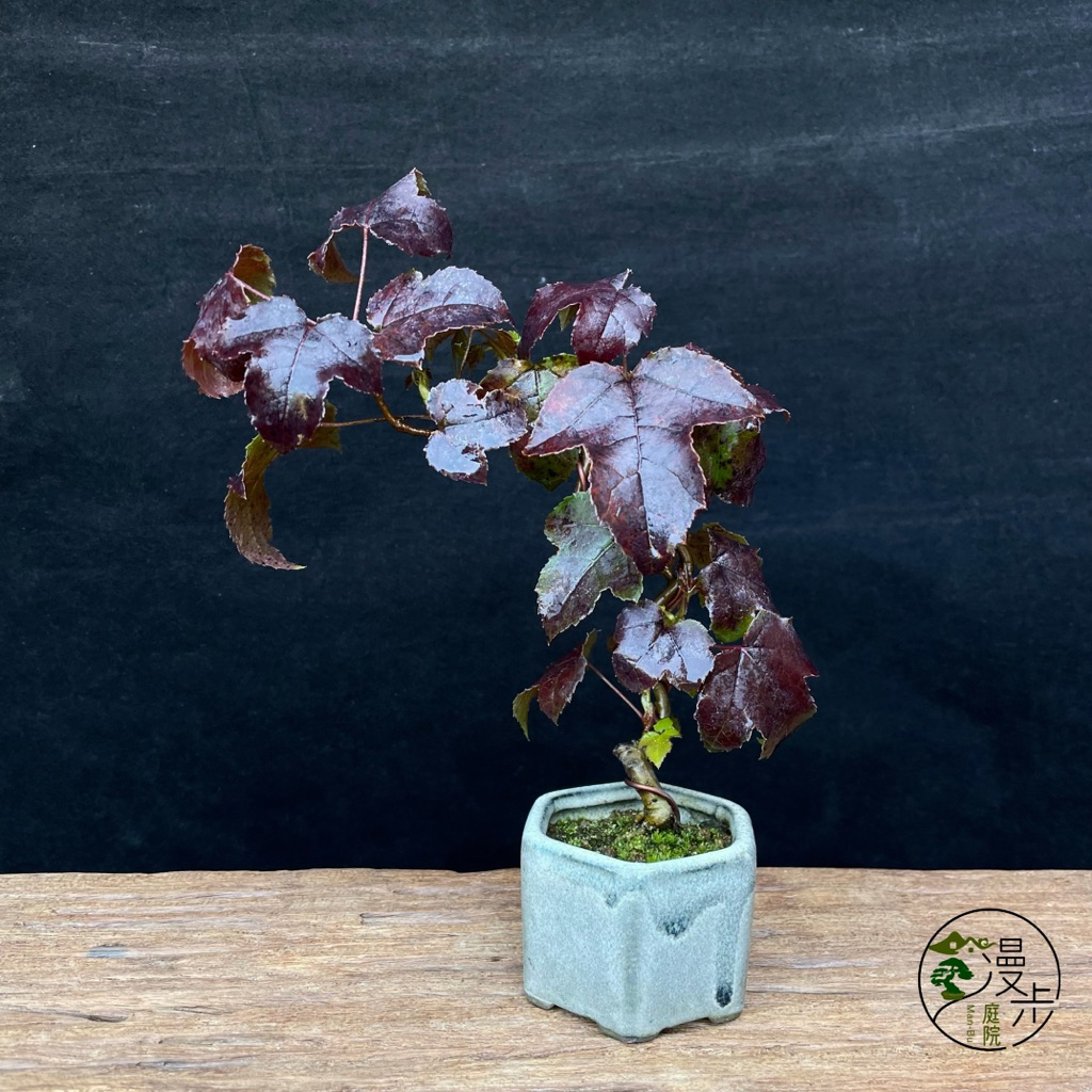 漫步庭院】楓香（香楓）·小品盆栽｜植栽｜盆景| 蝦皮購物
