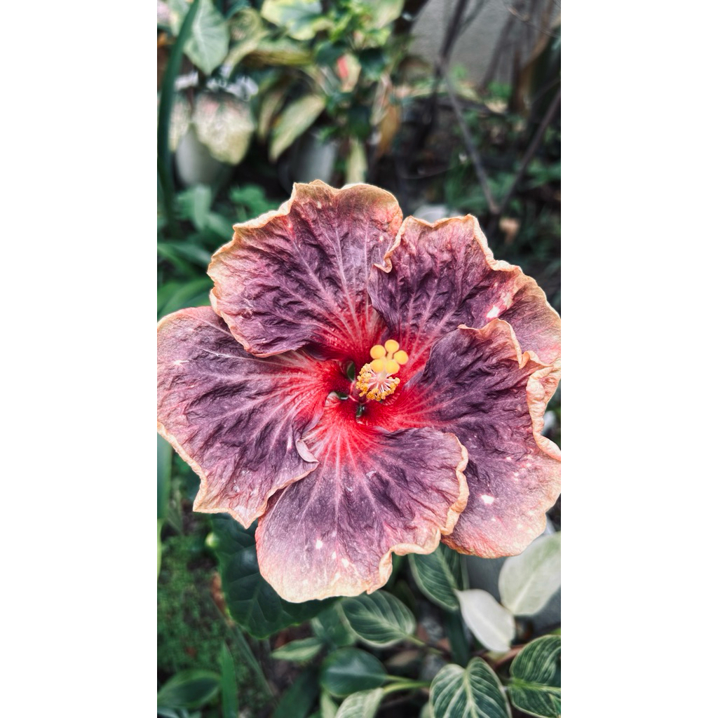 扶桑/枝條/手心的薔薇/水沙漣夜空/青花瓷/秋紅谷/扶桑/ | 蝦皮購物