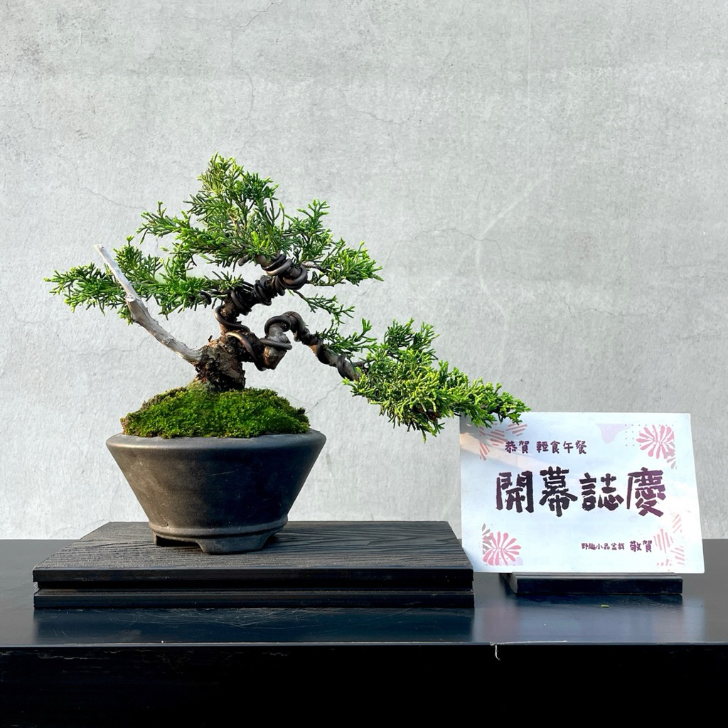 野趣小品盆栽》宮阪系魚川真柏136．日本🇯🇵真柏．松柏盆景| 蝦皮購物