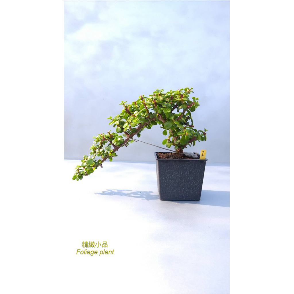 精緻小品盆栽懸崖造型銀杏木觀葉植物多肉植物4吋方盆園藝綠化| 蝦皮購物
