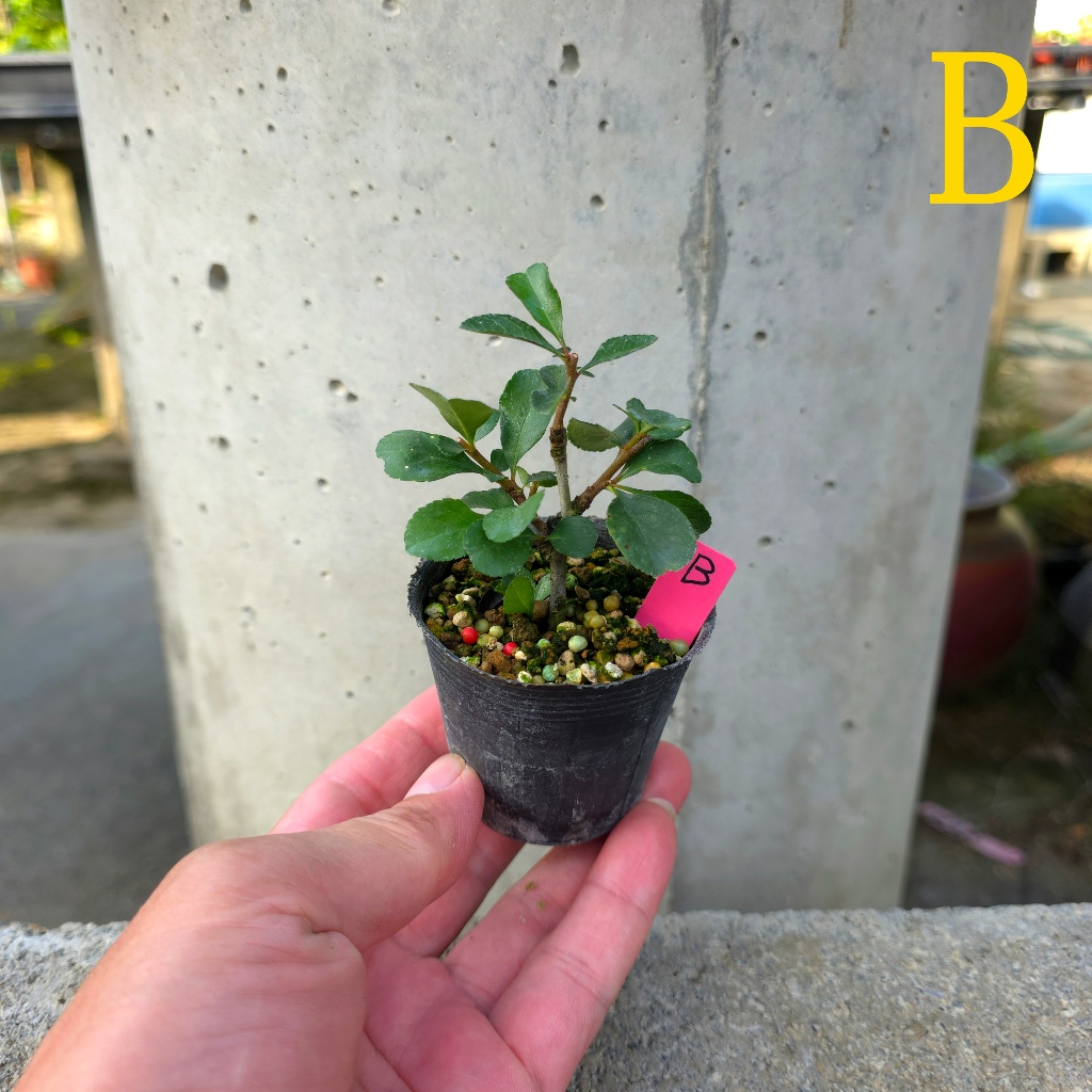 日本長壽梅(紅花)(白花)小品盆栽素材2吋黑軟盆| 蝦皮購物