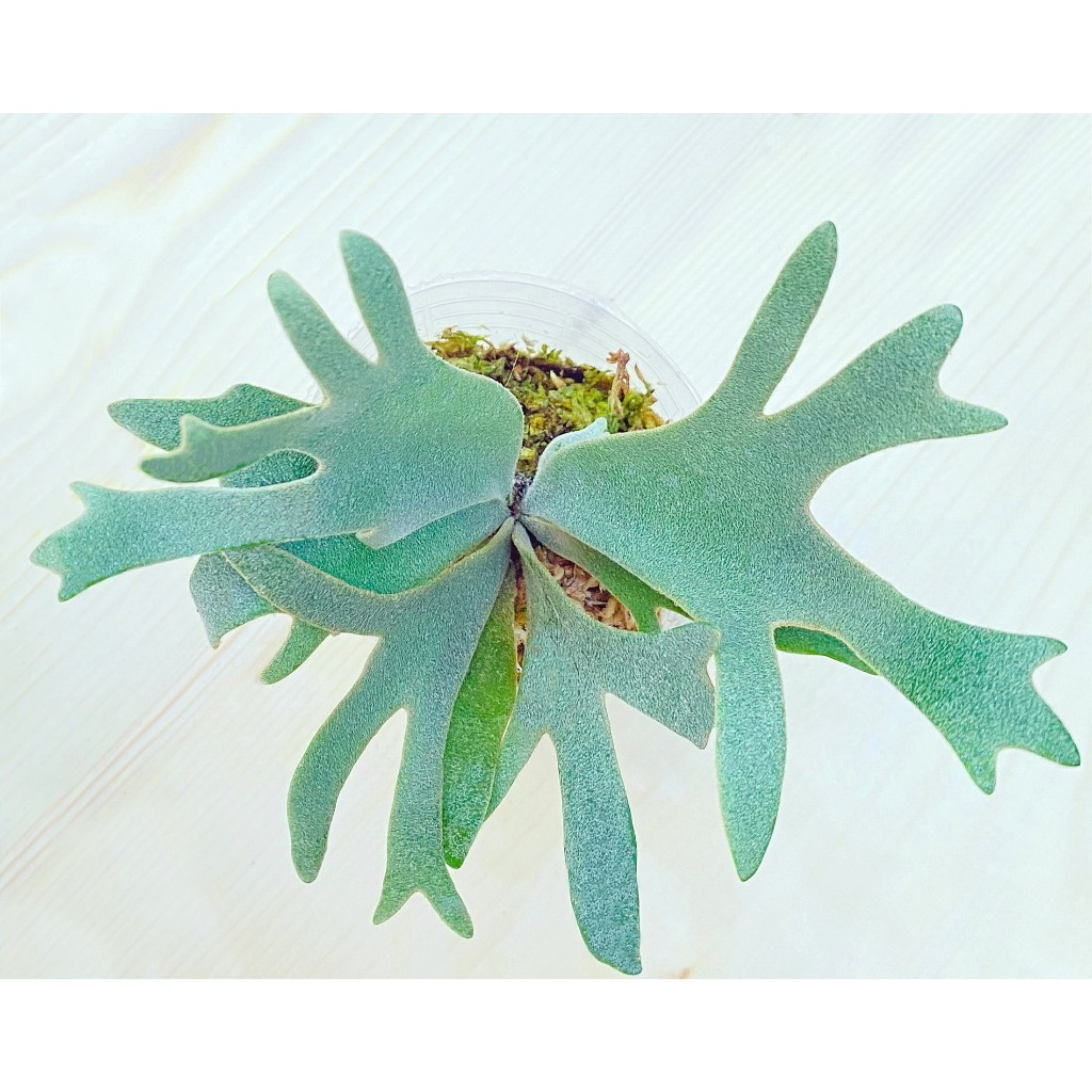 Nano孢子苗-P. Willinckii 'Nano' sporeling鹿角蕨侏儒爪哇上板植物