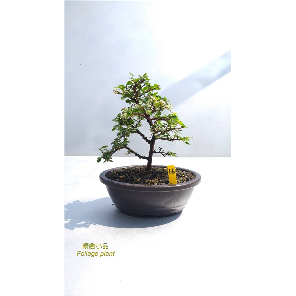 精緻小品盆栽斑葉榆樹觀葉植物6吋盆| 蝦皮購物