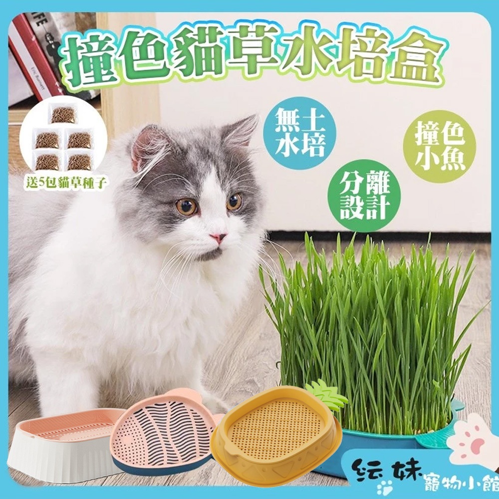 撞色貓草水培盒（買1送5）