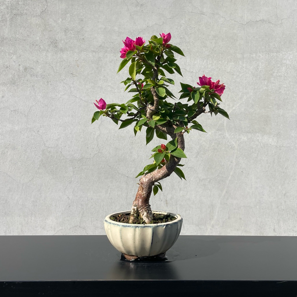 野趣小品盆栽》日本八房九重葛| 蝦皮購物