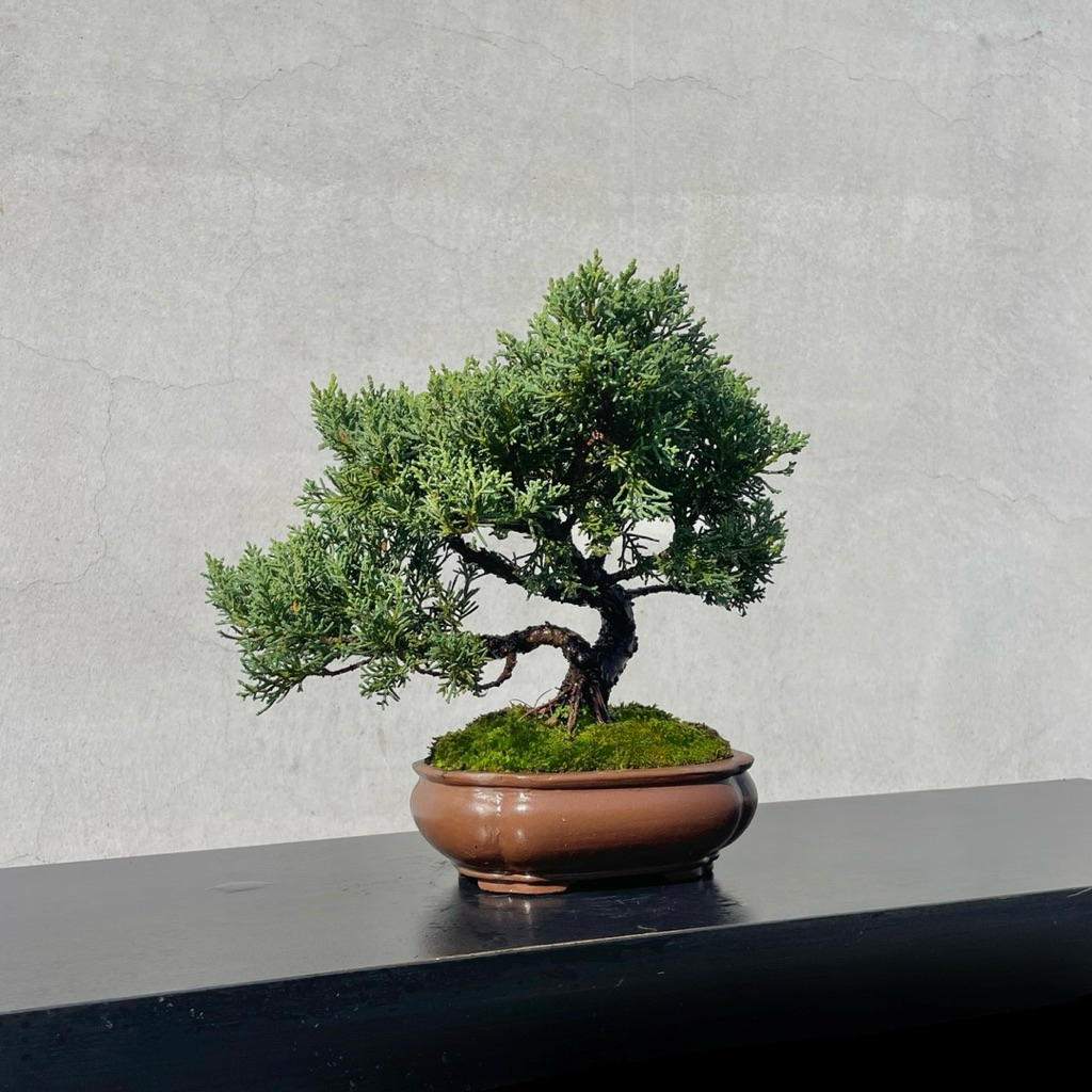 真柏盆栽 小品盆栽 樹高約30cm 野趣小品盆栽》紀州真柏．盆景．松柏盆栽29 | 蝦皮購物