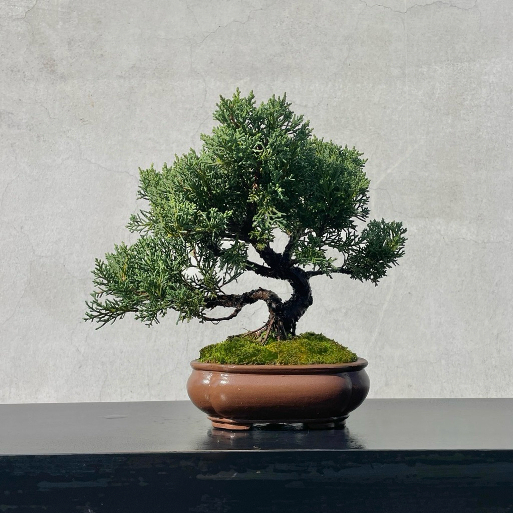 真柏盆栽 小品盆栽 樹高約30cm 野趣小品盆栽》紀州真柏．盆景．松柏盆栽29 | 蝦皮購物