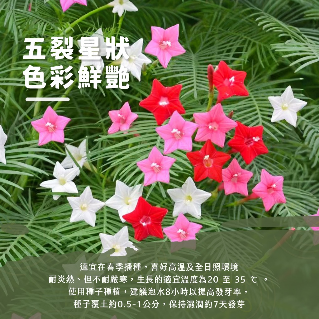 五角星花種子🔥約60粒🔥蔦蘿種子五星花繁星花花卉種子攀爬花卉紅花藤本