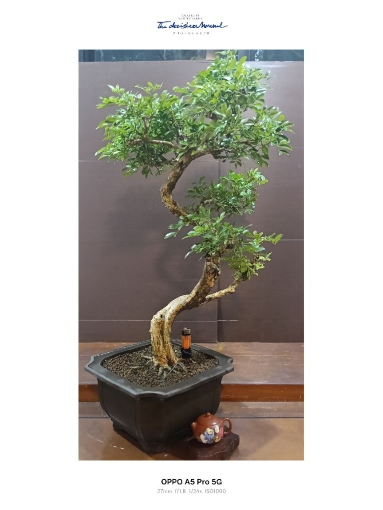 582R-文人小葉七里香~稀有20幾年樹齡~八方根盤老樹頭超扭轉極品盆栽~早期中國宜興四方抽角紫砂老盆~造型盆景盆栽 | 蝦皮購物