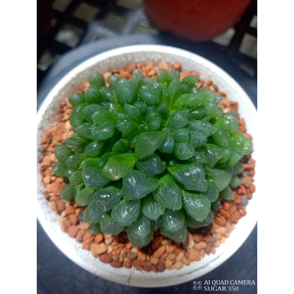 姬玉露｜優惠推薦- 蝦皮購物- 2026年7月