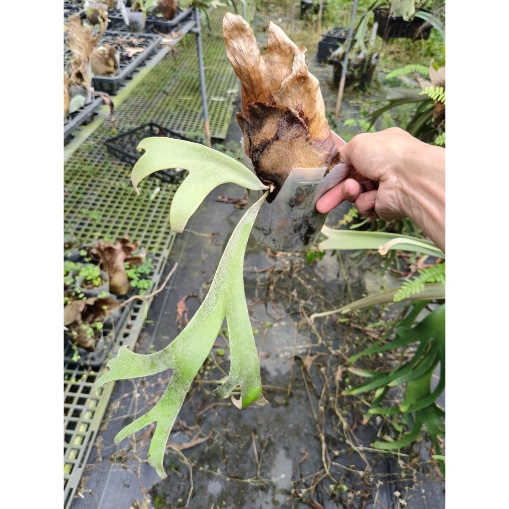 P. willinckii cv. Scofield tatsuta 鹿角蕨| 蝦皮購物