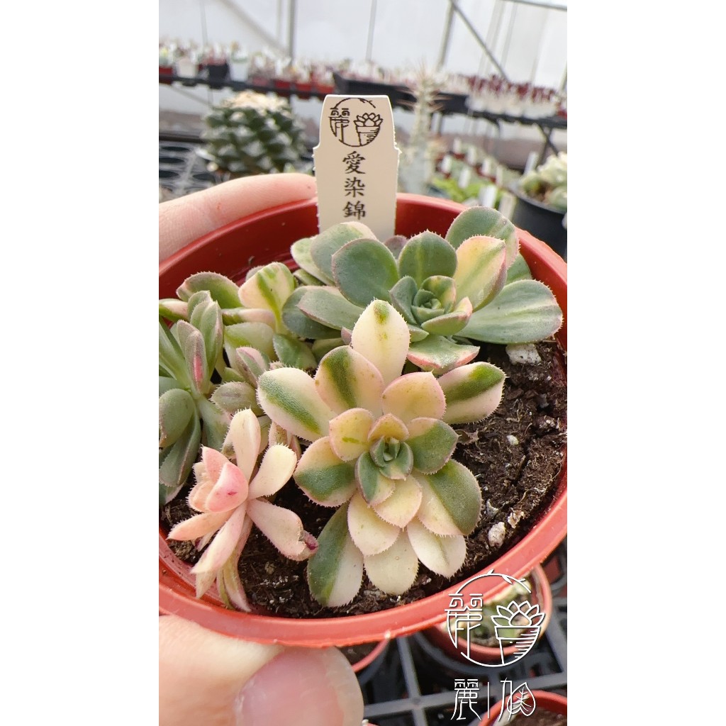 麗加-愛染錦-多肉植物-景天科法師系台灣少繁殖品限量售完為止| 蝦皮購物