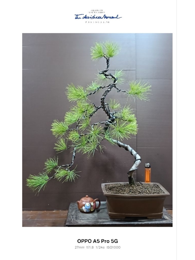 965R-五葉松~10幾年樹齡超扭轉風飄迎賓樹型（早期中國宜興紫砂盆）極品